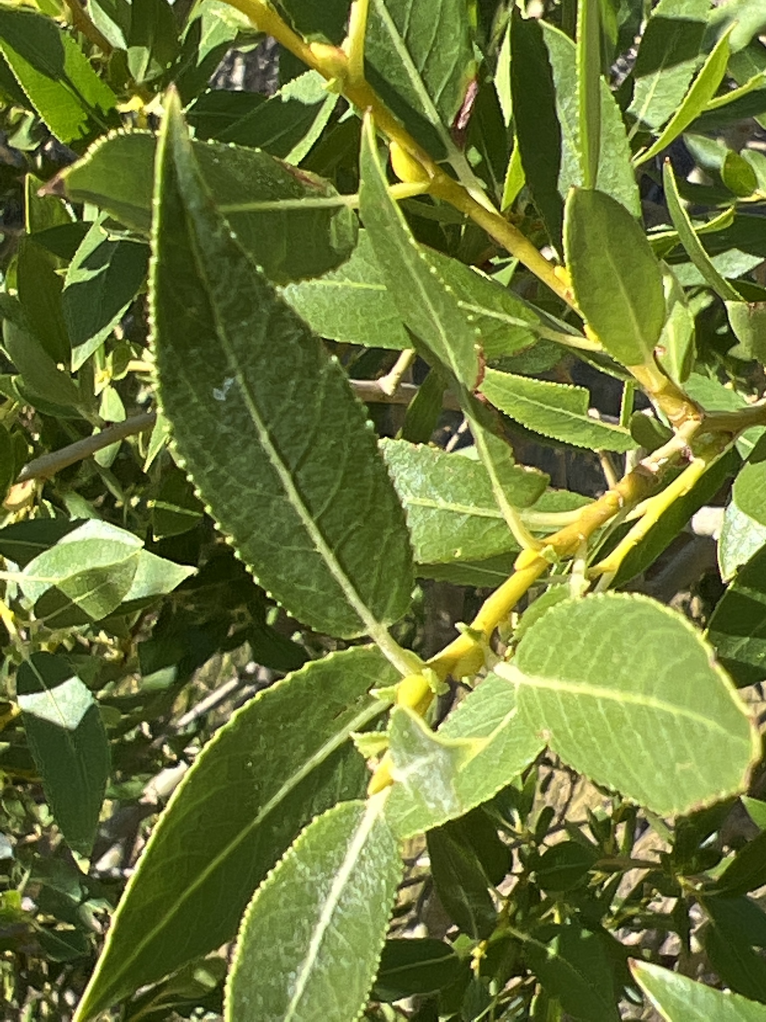 Salix lutea