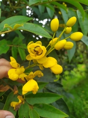 Senna viarum