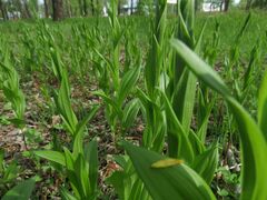 Polygonatum humile