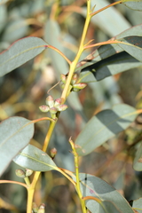 Eucalyptus nortonii