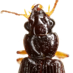 Pogonodaptus mexicanus