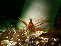 Chorilia longipes
