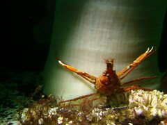 Chorilia longipes