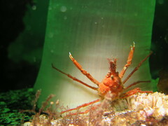 Chorilia longipes