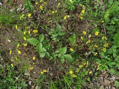 Potentilla fragarioides