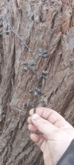 Eucalyptus resinifera