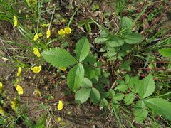 Potentilla fragarioides