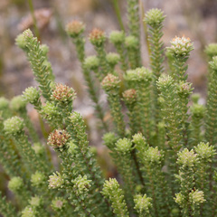 Campylostachys cernua