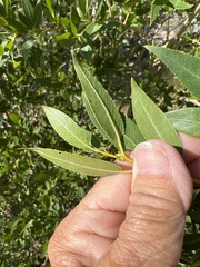Salix lutea