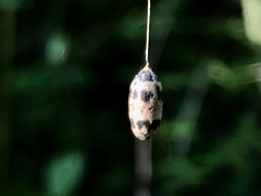 Charops bicolor