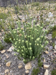 Campylostachys cernua