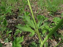 Ranunculus japonicus