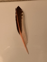 Colaptes auratus