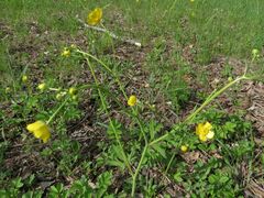 Ranunculus japonicus