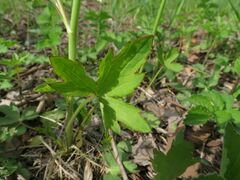 Ranunculus japonicus