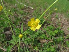 Ranunculus japonicus