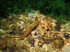 Odontopyxis trispinosa