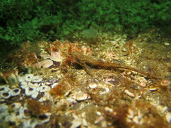 Odontopyxis trispinosa