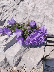 Campanula raineri