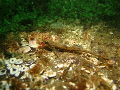 Odontopyxis trispinosa