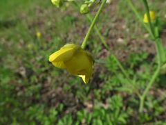 Ranunculus japonicus