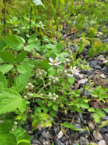 Rubus procerus, photograph 1