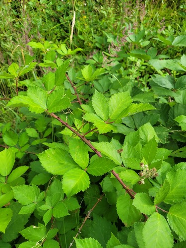 Rubus procerus, photograph 2