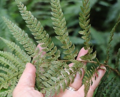 Polystichum pungens