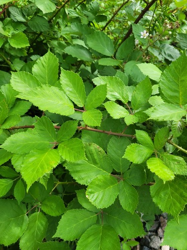Rubus procerus, photograph 3