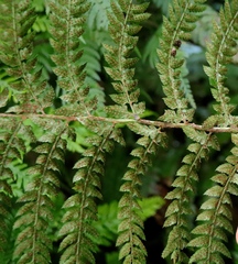 Polystichum pungens