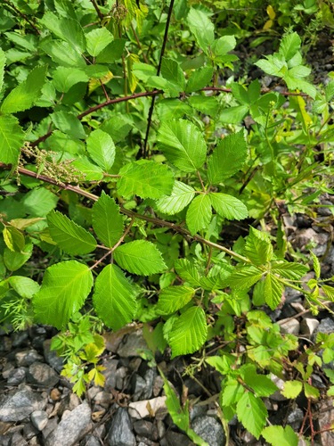 Rubus procerus, photograph 4