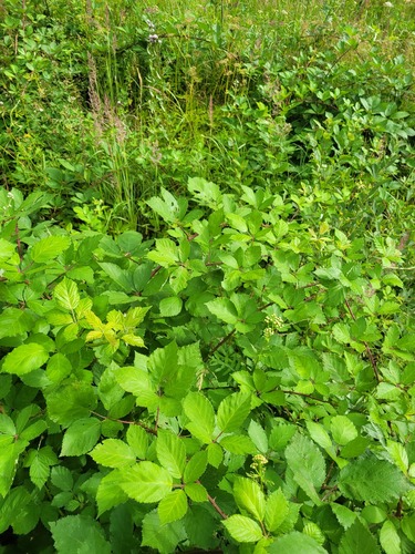 Rubus procerus, photograph 5