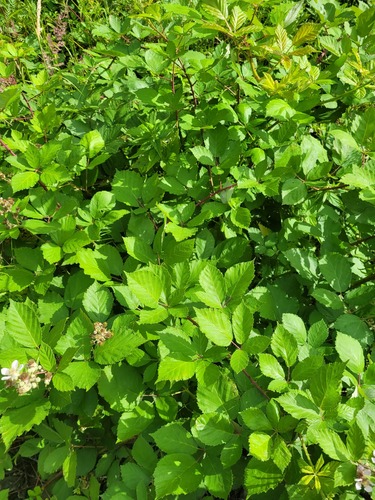 Rubus procerus, photograph 6