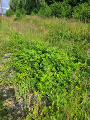Rubus procerus