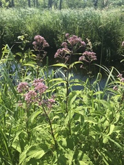 Eutrochium maculatum maculatum