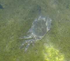 Potamon ibericum