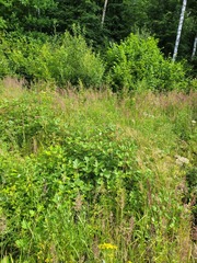 Rubus procerus
