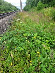 Rubus procerus