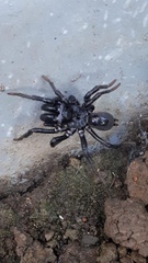 Atypidae
