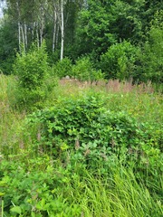 Rubus procerus
