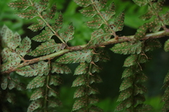 Polystichum pungens