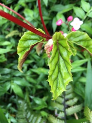 Begonia decandra
