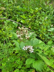 Rubus procerus
