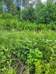 Rubus procerus