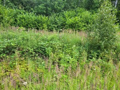Rubus procerus