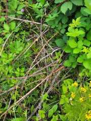 Rubus procerus