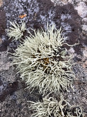 Ramalina cuspidata