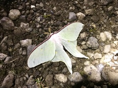 Actias aliena aliena