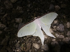 Actias aliena aliena