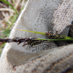 Carex microchaeta